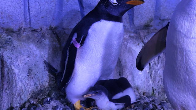 Akvaryum'da ikinci bebek penguen mucizesi