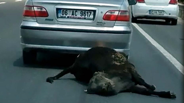 Ölü ineği ​otomobilinin arkasına bağlayarak, yolda sürükleyen vahşi sürücüye para cezası verildi.