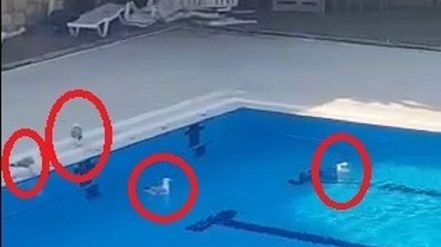 Havuz kenarına yuva yapan martı ailesinin havuzun içerisindeki keyif anlarını kameraya yansıdı.