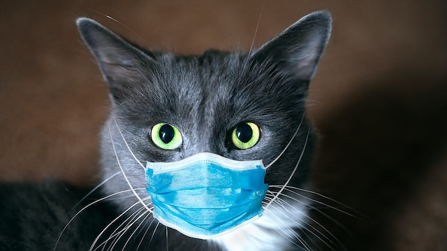 İngiliz varyantı ile enfekte olan ilk kedi ile ilgili makale  Australian Veterinary Journal’da yayınlanacak.