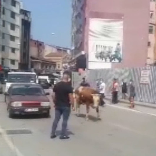 Zonguldakta kurban pazarından kaçan dana trafiği birbirine kattı