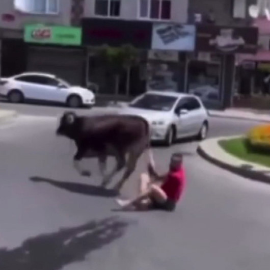 Kaçan danayı kuyruğundan tutan kişi metrelerce sürüklendi