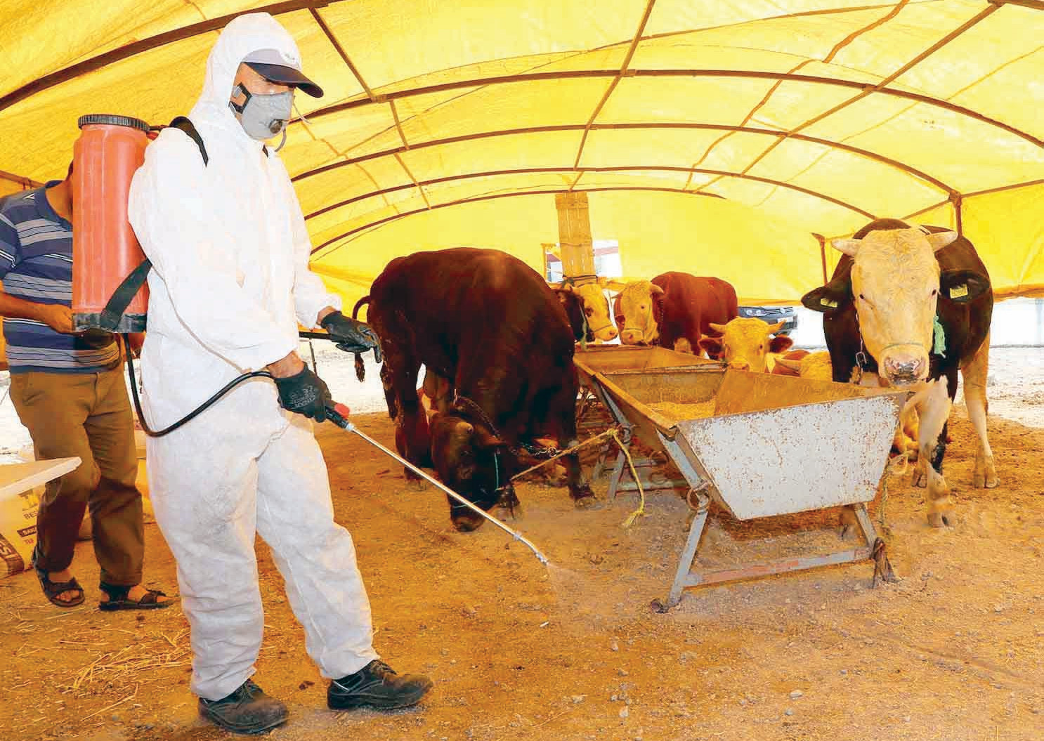 Büyükşehir Belediyesi, kurban kesim ve satış alanlarında veterinerlik hizmeti de verecek. Ayrıca tüm hayvan satış ve kesim alanlarında koronavirüs tedbirleri kapsamında ilaçlamalar yapıldı.
