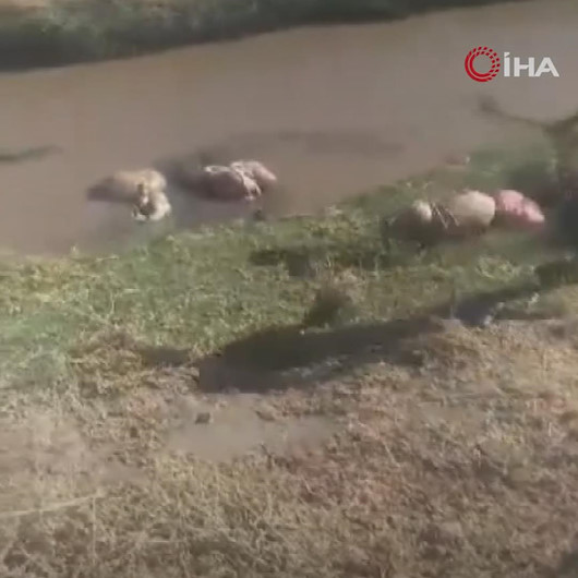 Kurbanlık hayvanların atıklarının akarsuya bırakılmasına vatandaş tepki gösterdi: Her sene aynı rezillik