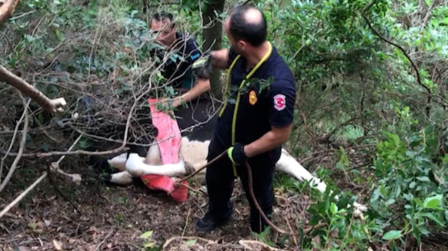 Kocaeli'de sahibinin elinden kaçarak uçuruma yuvarlanan kurban düştüğü alanda kesildi