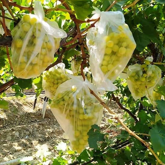 Ağaçtaki üzümleri korumak için 4 bin salkımı çöp poşetleriyle kapladı