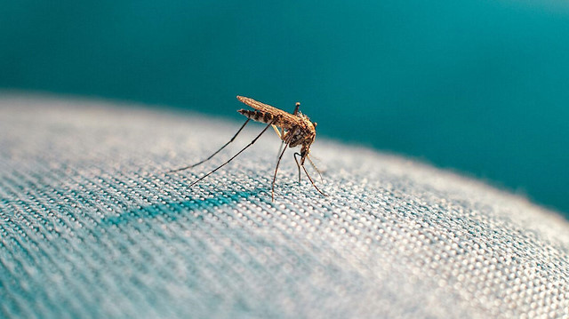 Asya Kaplan Sivrisineği Karadeniz Bölgesi'nde de ciddi bir tehdit haline dönüşüyor.