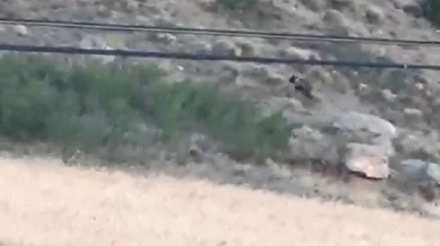 Sivas'ta ilk defa ayı gören vatandaşlardan gülümseten tepki