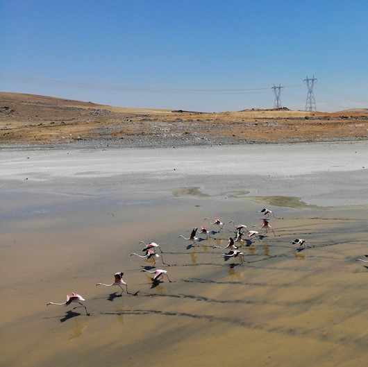 Kuraklığı yenik düşen Yalıntaş Göleti'nde flamingolar yaşam mücadelesi veriyor