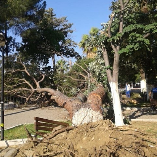 Fırtına koca ağaçları yerinden söküp attı