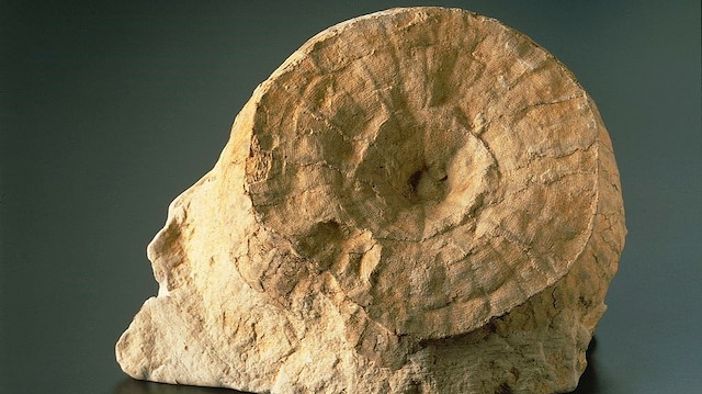 كندا..العثور على هياكل إسفنجية عمرها 890 مليون عام