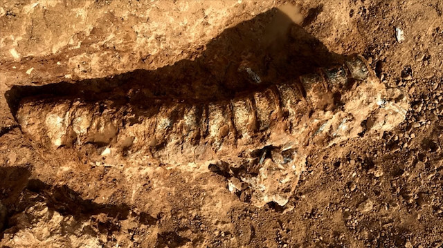 Bugüne kadar bilinen en eski hayvan fosili 535 yıl öncesine aitti