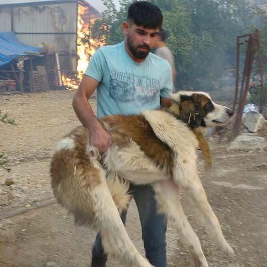 Yangında mahsur kalan hayvanları kurtarmak için halk seferber oldu