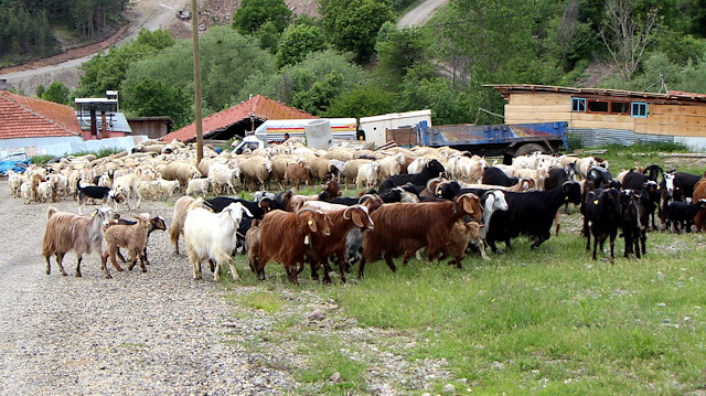 Bolu Ziraat Odası Başkanı Hakkı Fidan, 4 bin 500 lira maaşa kentte çalışacak çoban bulunamadıklarını belirtti.