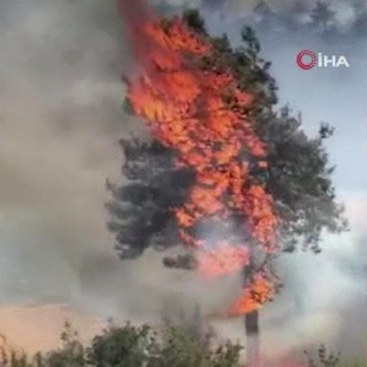 Milasta orman yangını çıktı
