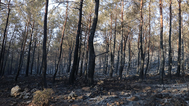 Fethiye'den acı manzara: 5 hektar ormanlık alan zarar gördü