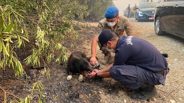 Jandarma ekiplerince kurtarılan köpeğe jandarma personeli elleriyle su içirdi.