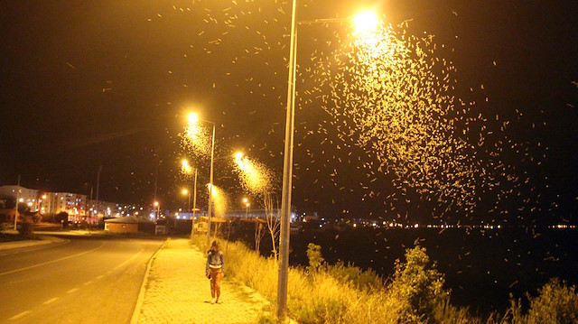 Gece saatlerine kadar toplanmayı sürdüren kelebeklerin sayısı dakikalar içinde yüz binlere ulaşıyor. 