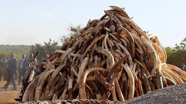 Piyasa değeri 55 milyon dolar: Nijerya'da 17 bin 137 kilogram fil dişi ve 870 kilogram karıncayiyen pençesi ele geçirildi