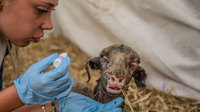 Antalya'nın Manavgat ilçesindeki orman yangınında yaklaşık 60 bin hektar alan küle dönerken, bir yandan da yaraların sarılması için çalışmalar devam ediyor.