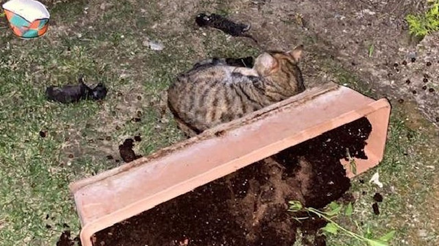  Başakşehir’de bir kedinin eşine saldırdığını iddia eden kişi kedinin üç yavrusunu kürekle vurarak öldürdü.