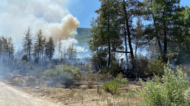تركيا.. حريق غابة في "بوردور" والسلطات تخلي مناطق سكنية