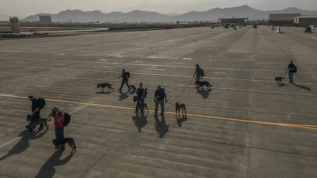 Afganistan'da askeri görevlere katılan ABD ordusuna ait köpekler.