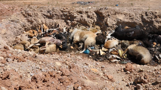 Hayvanların bazıları poşetlere konularak yakılırken bazıları da bakımevinin bahçesinde açılan çukurda çürümeye bırakıldı.