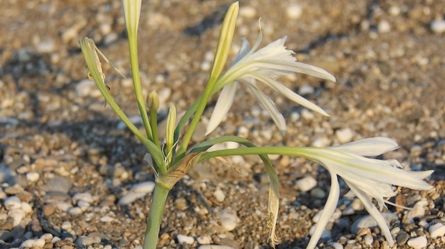 Koruma altında bulunan kum zambakları, İzmir Karaburun’un cennet plajlarından Badembükü’nde çiçek açtı.