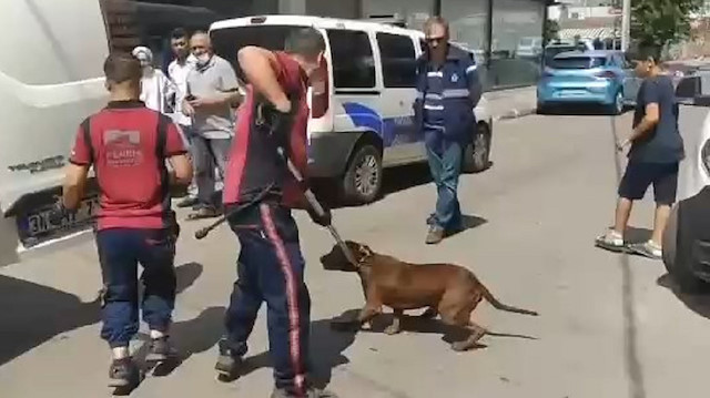 ​Belediye ekipleri köpeği barınağa götürdü. 