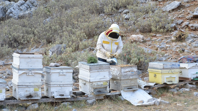 Çocukluğundan bu yana arıcılık yapan Ahmet Arıcı, 2 bin rakımlı Çimi yaylasında, arıların balı bin bir çeşit çiçekten yaptığını anlattı.