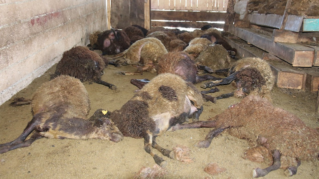 Ağıla giren kurt 110 koyundan 40'ını öldürdü.