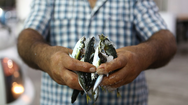 Balıkçılar 'vira bismillah' dedi: Trabzon'da istavrit bolluğu yaşandı