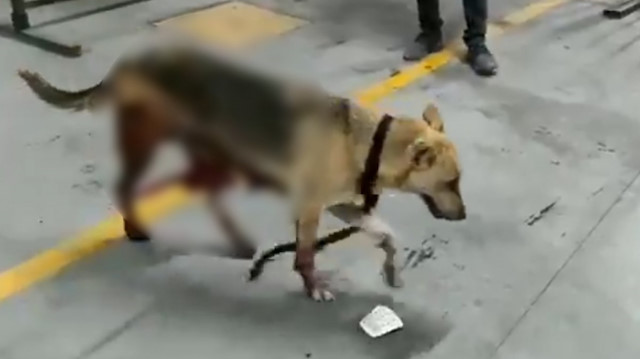 ​İBB'nin kısırlaştırdığı köpeğin içler acısı hali