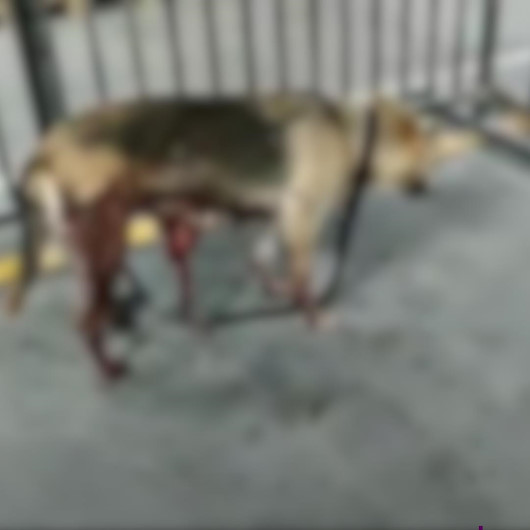 İBBnin kısırlaştırdığı köpeğin içler acısı hali: Bağırsakları dışarı çıktı