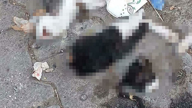 Biri bacakları ve başı kesilmiş, ölü 2 yavru kedi bulundu.
