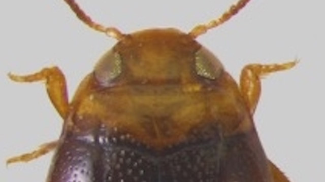 Yeni keşfedilen böceğe "bidessus anatolicus adiyaman" adı verildi.