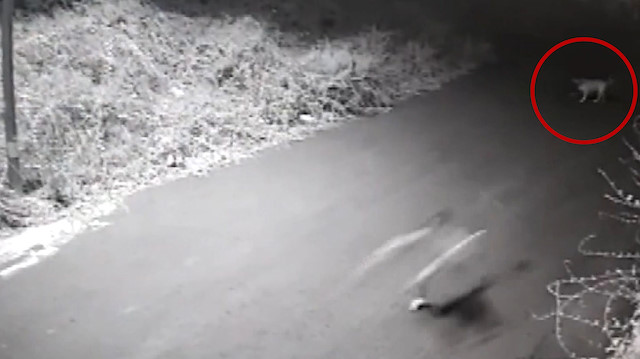 Sarıyer'de sokak köpeğinin kovalamasıyla yuvarlanan çocuğun kolu kırıldı