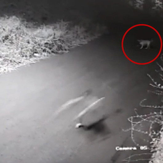 Sarıyerde sokak köpeğinin kovalamasıyla yuvarlanan çocuğun kolu kırıldı