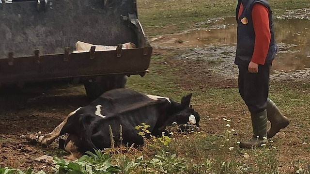 Mahallede bir hafta içinde 20 inek öldü. 