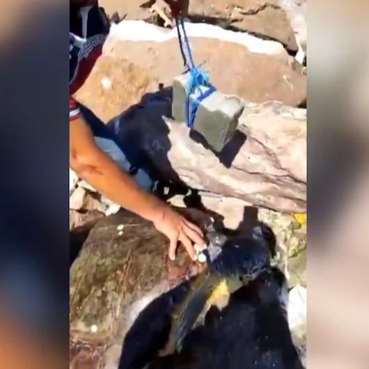 Parke taşı bağlanarak denize atılan Caretta Caretta uzun uğraşlar sonucu kurtarıldı
