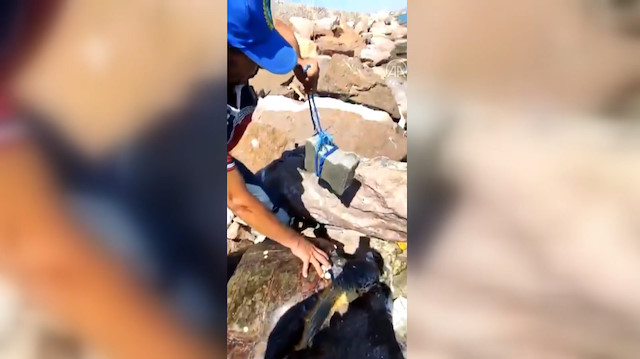 Parke taşı bağlanarak denize atılan Caretta Caretta uzun uğraşlar sonucu kurtarıldı