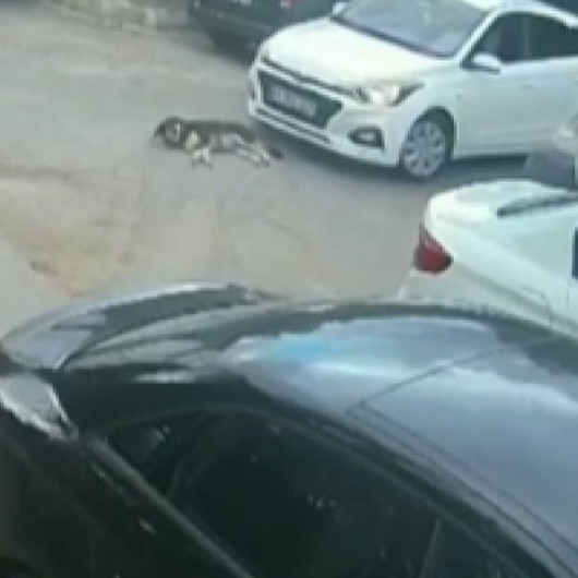 Sarıyerde köpeği ezen sürücünün rahat tavırları pes dedirtti