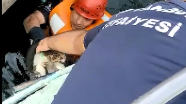 Avcılar'da itfaiye denize düşen kedi için seferber oldu