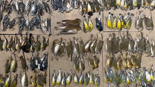 New York üzerinden göç eden yüzlerce kuş, şehrin cam kulelerine çarptıktan sonra öldü