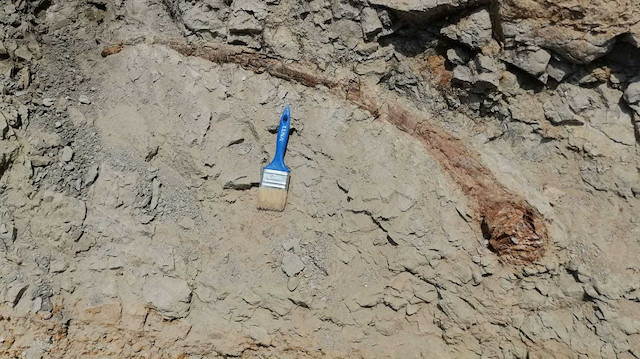 Denizli'de 17 milyon yıl öncesine tarihlenen fil dişi fosili bulundu.