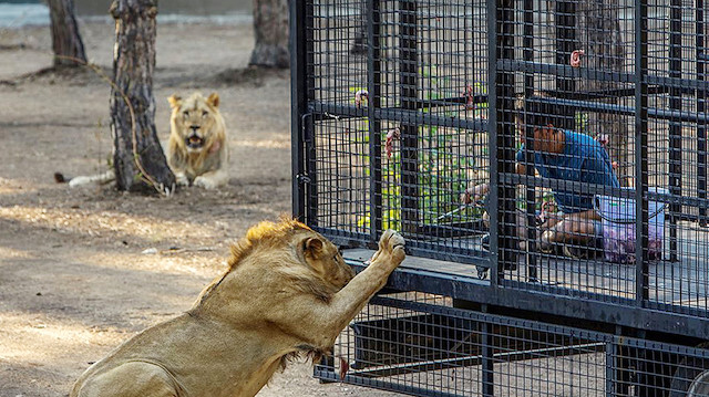 Safari için gelenler etrafı telle çevrili kamyonet ile aslanları etle beslediği görülüyor.