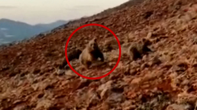 Koyunlara saldıran anne ayı ve yavrularını kangal köpekleri uzaklaştırdı