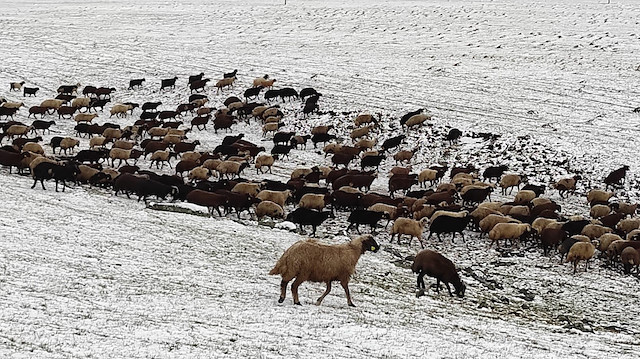 Kars'ın yükseklerine kar yağdı: Çobanlar zor durumda kaldı