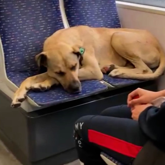Yağmurdan kaçmak isteyen sevimli köpek tramvayla yolculuk yaptı